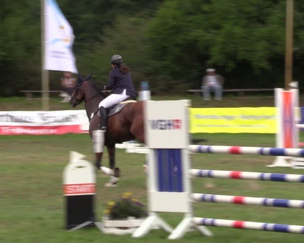 Reitturnier Nienburg 2024