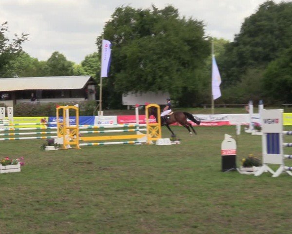 Reitturnier Nienburg 2024