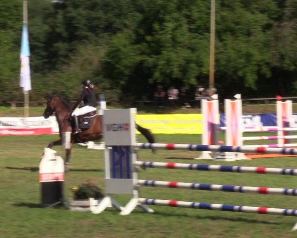 Reitturnier Nienburg 2024