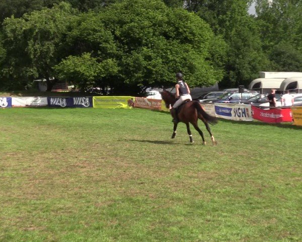 Reitturnier Nienburg 2024