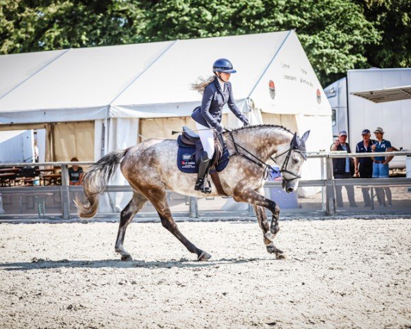 jumper Kingston 62 (Holsteiner, 2018, from Kingsroad)