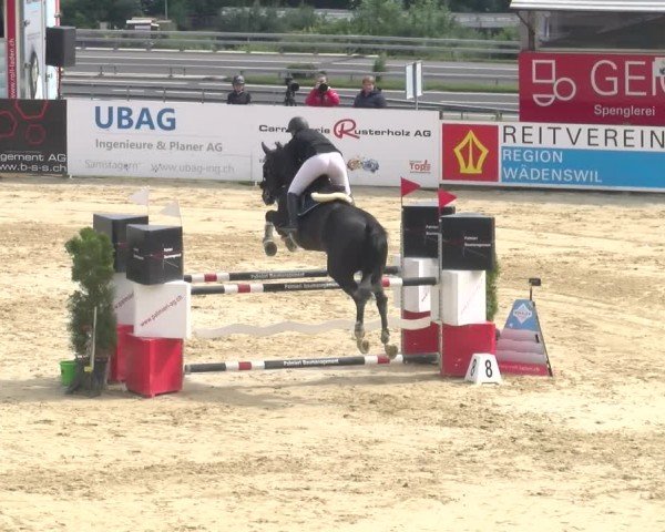 Reitturnier Wädenswil 2024
