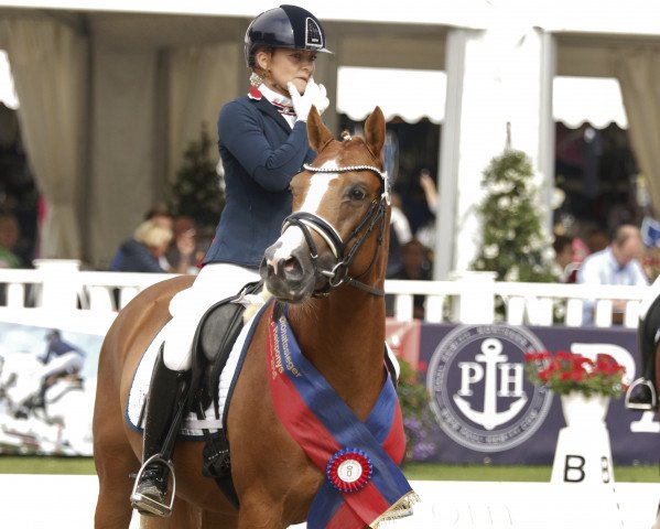 stallion Dimensional (German Riding Pony, 2012, from Dimension AT NRW) stallion Dimensional (German Riding Pony, 2012, from Dimension AT NRW)