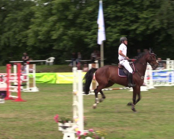 Reitturnier Nienburg 2024