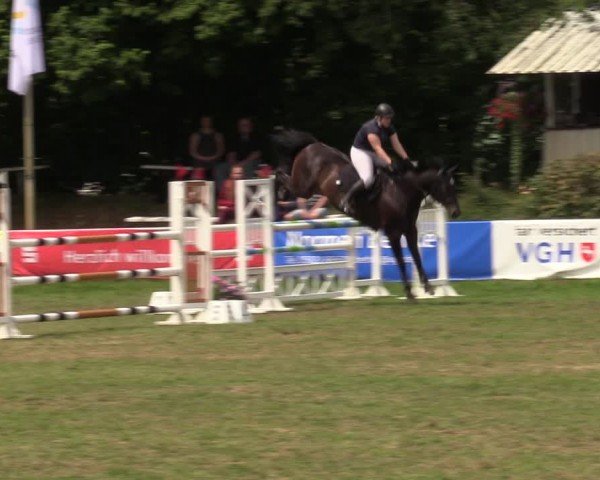 Reitturnier Nienburg 2024