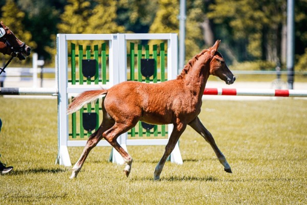 horse Hengst von Der kleine Leonardo P / Kaiserstolz (German Riding Pony, 2024, from Der Kleine Leonardo)