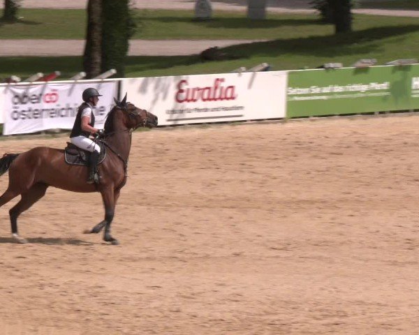 Reitturnier Stadl-Paura 2024