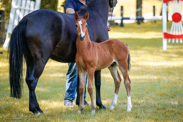 Pferd Hengst von Der kleine Leonardo P / Bon Jovi (Deutsches Reitpony, 2024, von Der Kleine Leonardo)