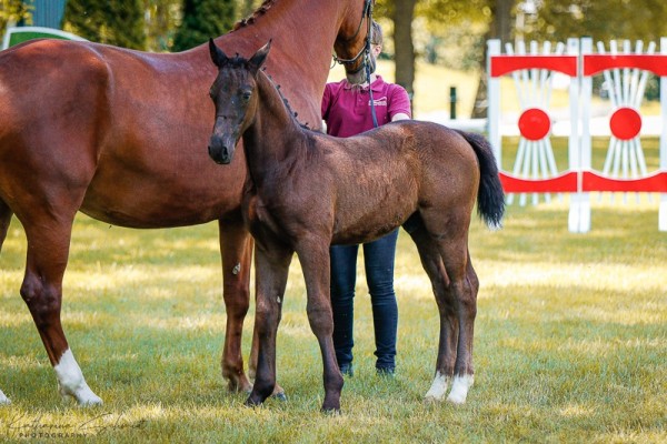 Pferd Hengst von Ehrenwert / Empire (Sächs.-Thür. Schweres Warmbl., 2024, von Ehrenwert)
