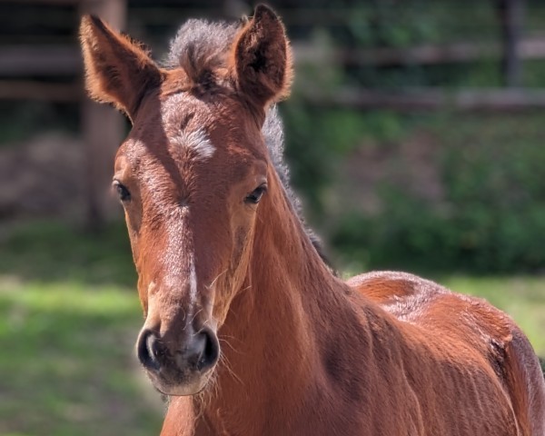 stallion Dragonheart FL (Oldenburg, 2024, from Damsey FRH)