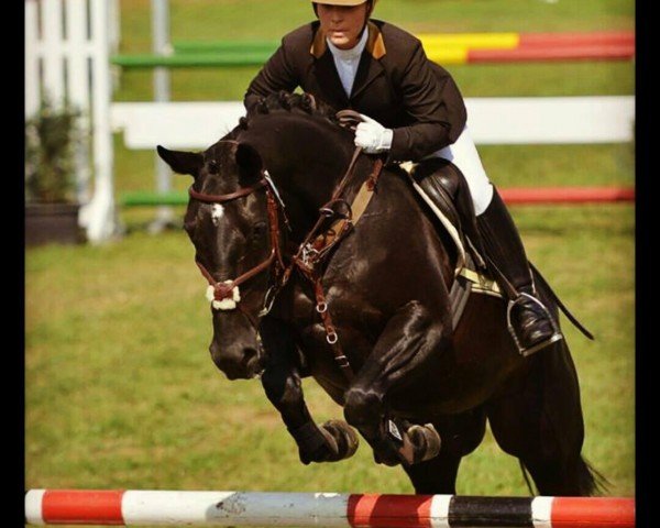 Springpferd Alina 388 (Württemberger, 2003, von Abendruf)