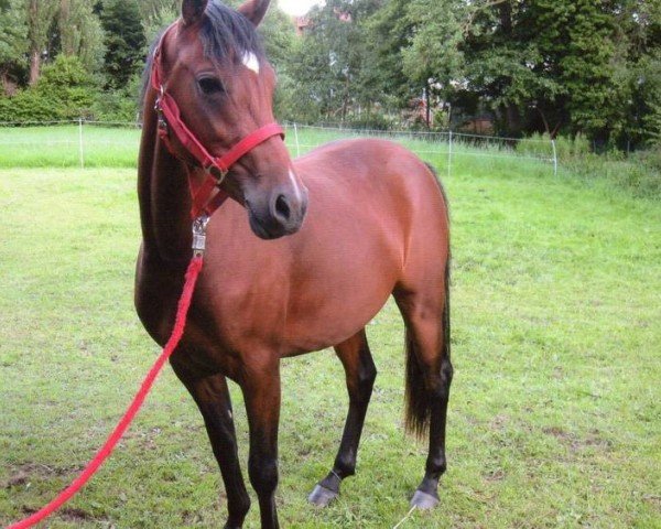 broodmare Be My Surprise CVH (German Riding Pony,  , from Dance Star AT NRW)