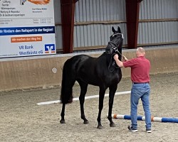 broodmare Noble Lady (Holsteiner, 2020, from Cancara)