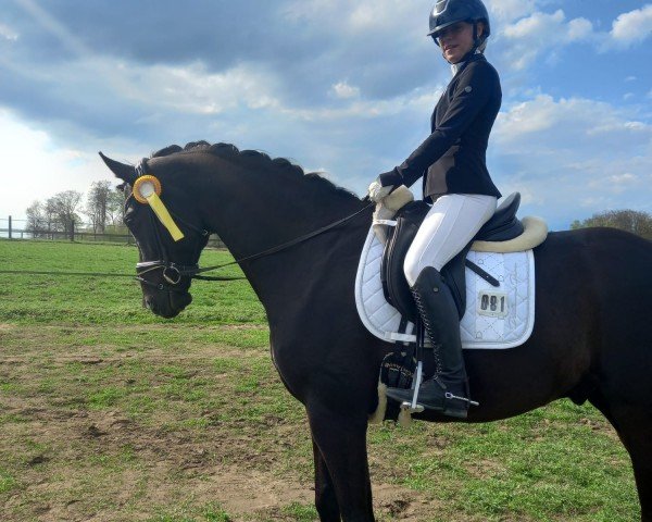 dressage horse Delandro 7 (Hanoverian, 2016, from Dancier)