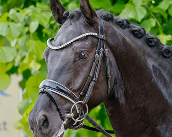 horse Black Pearls Grevenrit (Dutch Pony, 2019, from Beauty W)