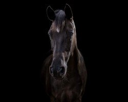 broodmare Noralie (New Forest Pony, 2004, from Prinsenhof's Dino)