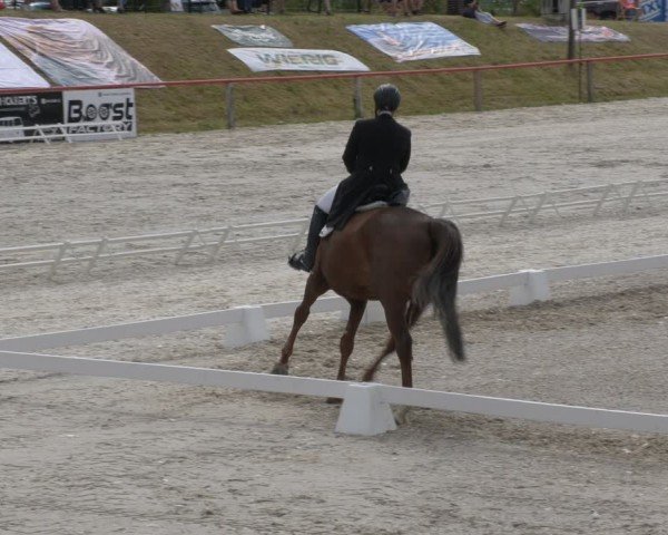 Reitturnier Holschdubrau 2024