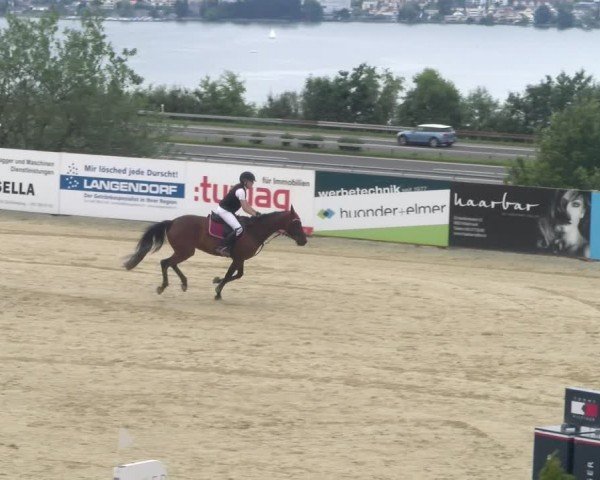 Reitturnier Wädenswil 2024