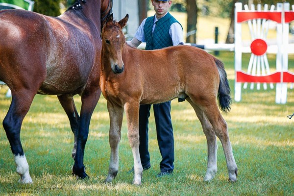 horse Hengst von Lancelo / Veit (Sachs-door. Heavy Warmbl., 2024, from Lancelo)