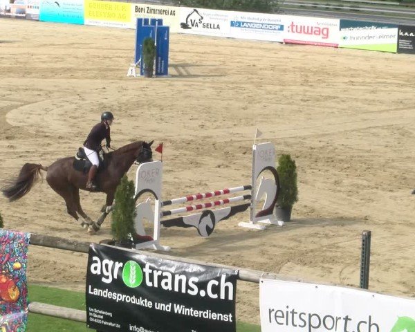 Reitturnier Wädenswil 2024