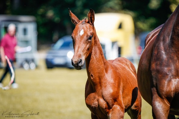 Pferd Stute von Boom / San Amour I (Deutsches Sportpferd, 2024, von Boom)