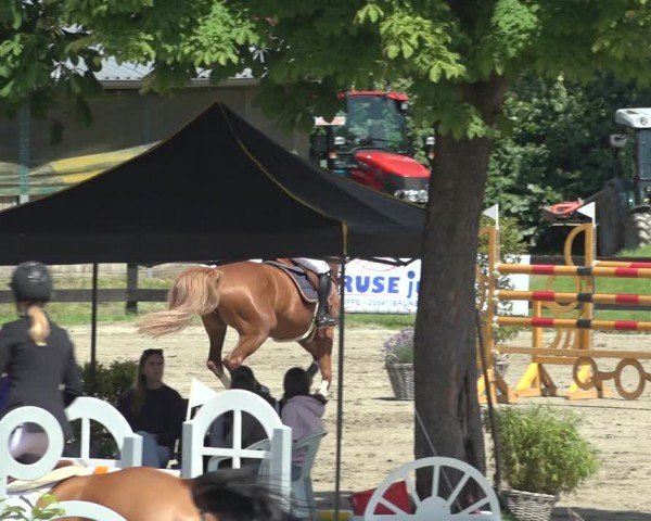 Reitturnier Breitenburg 2024