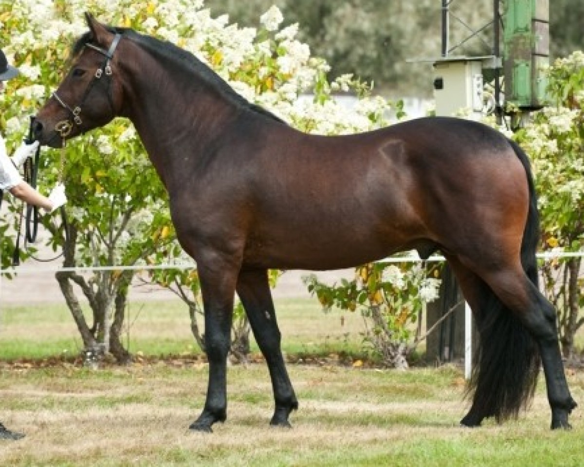 horse Vernons Vision (New Forest Pony, 2011, from Fijal Jupiter)