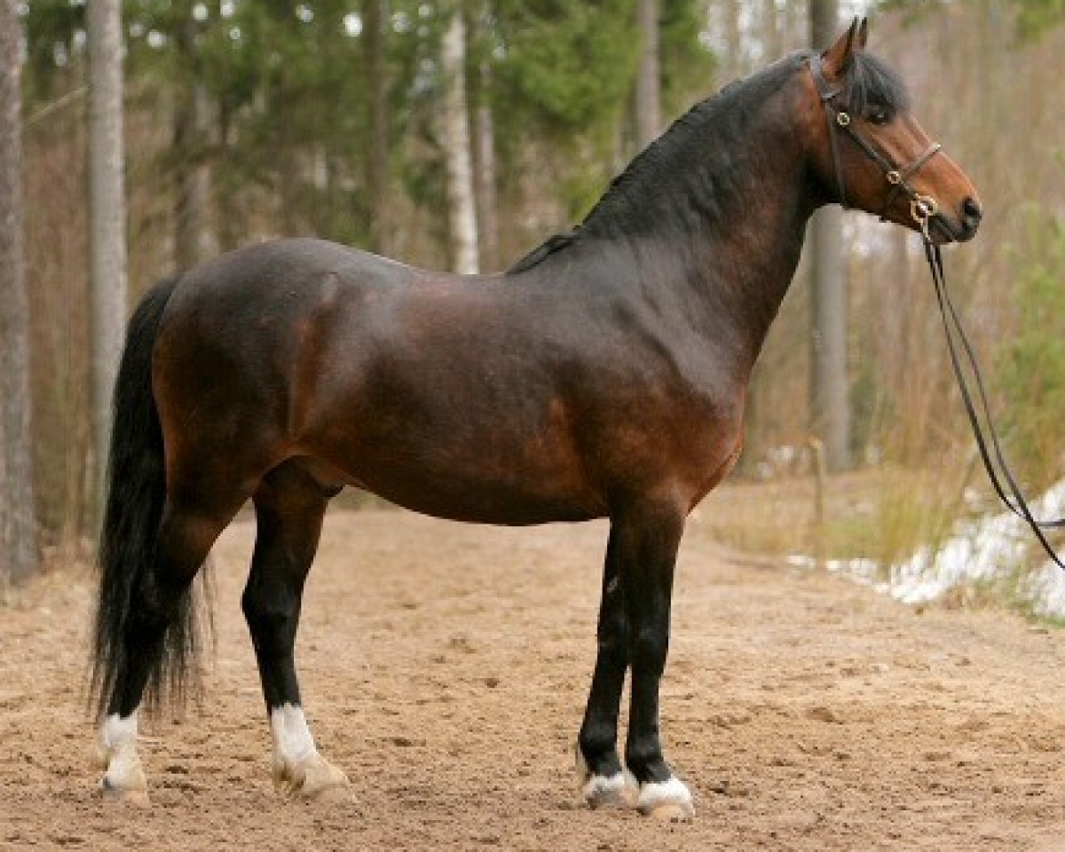 horse Stackarps Pioneer 31 NF (New Forest Pony, 2003, from Rodlease Dancing Gold)