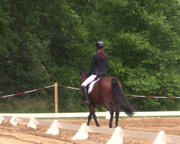 Reitturnier Uenze 2024