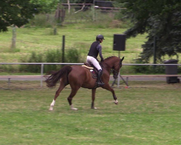 Reitturnier Uenze 2024