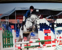 jumper Rigby 3 (Westphalian, 2009, from Rockwell)