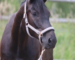 dressage horse Vespasian 3 (Hanoverian, 2016, from Viscount 22)