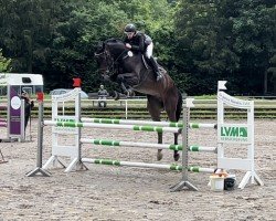 jumper Calambo W (German Sport Horse, 2018, from Cayado 3)