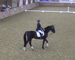 dressage horse Dantino (Westphalian, 2015, from Dante Weltino Old)