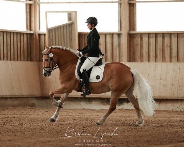broodmare Charisma 268 (Haflinger, 2011, from Steeger)