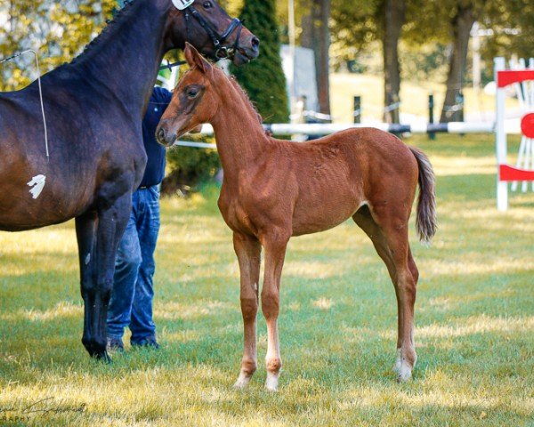 horse Stute von Viva Vitalis / Freiherr von Stein/T. (German Sport Horse, 2024, from Viva Vitalis 2)