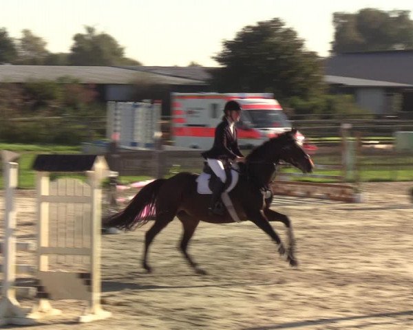 Reitturnier Schülp / Rendsburg 2021