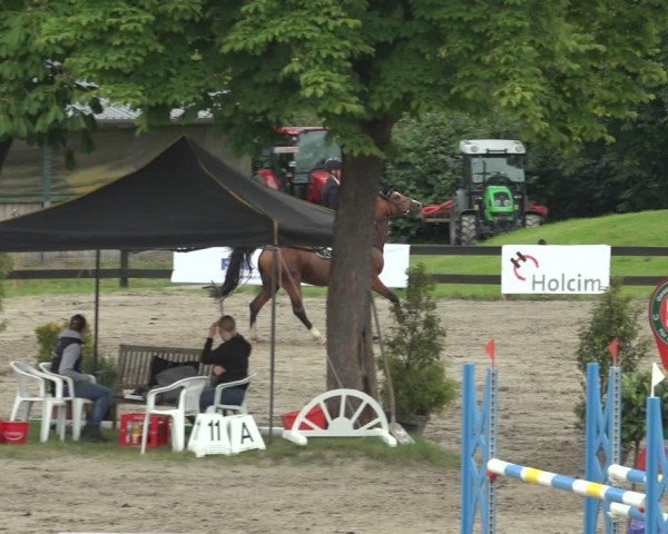 Reitturnier Breitenburg 2024