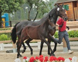 Pferd Tangelina for Joy (Westfale, 2024, von Tangelo's Son TZ)