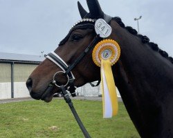 dressage horse San Chocolate (Hanoverian, 2019, from Sundance)