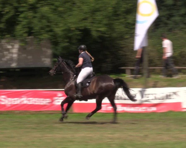 Reitturnier Nienburg 2024