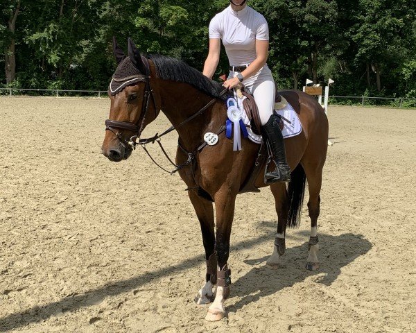 Springpferd Mini Million 4 (Holsteiner, 2019, von Million Dollar)