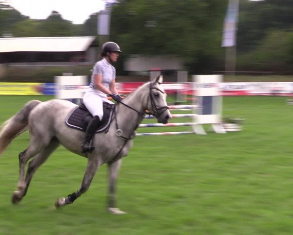 Reitturnier Nienburg 2024
