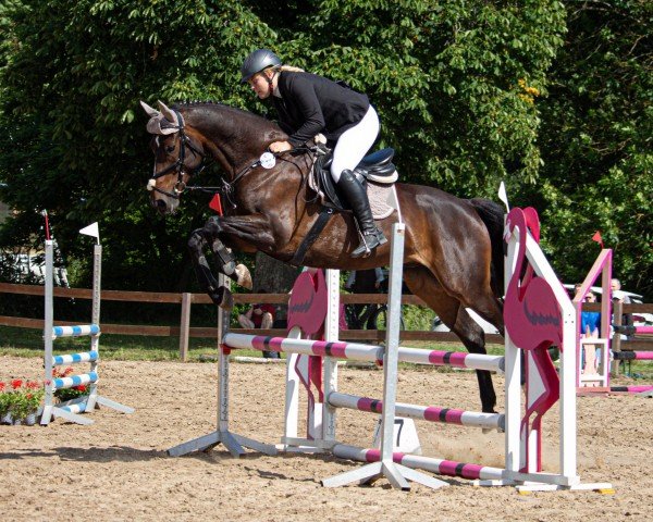 Pferd Loxley (Deutsches Sportpferd, 2012, von Lord Fantastic)