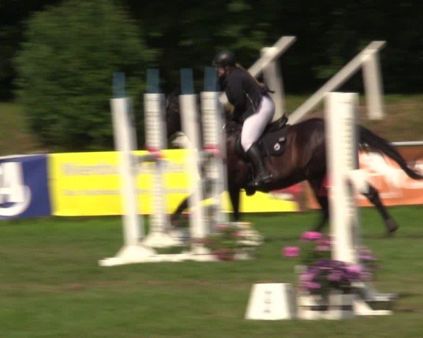 Reitturnier Nienburg 2024