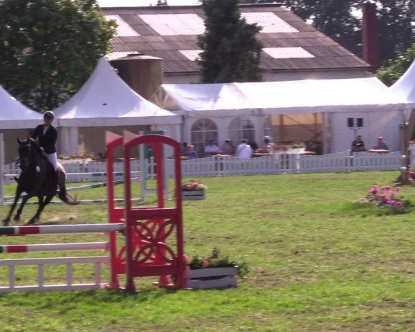Reitturnier Nienburg 2024