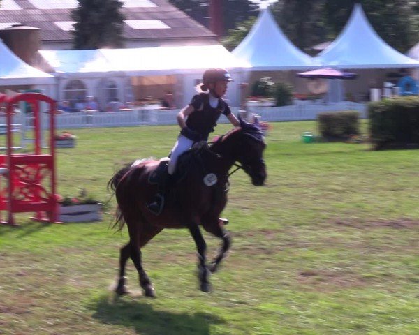 Reitturnier Nienburg 2024