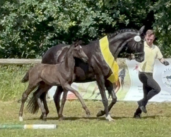 horse Bella (Hanoverian, 2024, from Bonhoeffer)