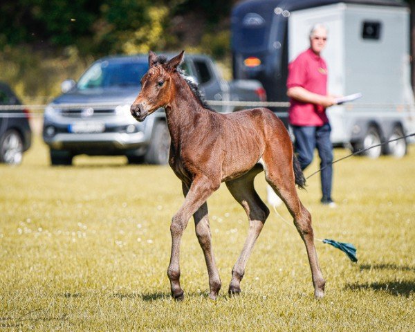 horse Stute von Zenegro / Lesotho (German Sport Horse, 2024, from Zenegro)