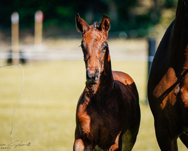 horse Hengst von Zenegro / Contenaro (German Sport Horse, 2024, from Zenegro)